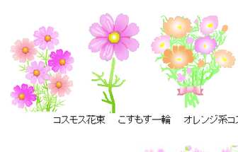コスモス秋桜のイラスト素材背景素材フリー無料　素材屋じゅん　秋の花