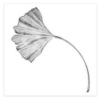 イチョウの葉02 | フリー素材　手描きのイラスト集