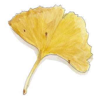 浩司の水彩画　　「イチョウの葉」　　無料イラスト・フリー素材　　おしょくじ處 今・日本料理 小や町