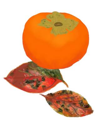 柿(カキ)秋のイラスト素材　無料テンプレート　　