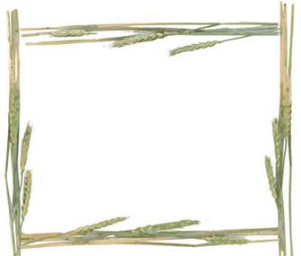 葉っぱ・草木のイラスト・フリー素材／フレーム枠No.087『すすき・緑』