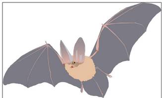 Plecotus townsendii (Townsend's Big-eared Bat) - Most downloaded - Vector Illustration/Drawing/Symbol (SVG) - IAN Image and Video Library - Free High Resolution and Vector Environmental Science Images