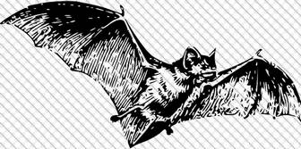 無償のベクターグラフィック: バット, ドラキュラ, 動物, 哺乳動物, 生物学 - Pixabayの無料画像 - 147038