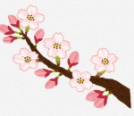 桜の開花のイラスト（ソメイヨシノ）