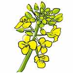 黄色が美しい菜の花のイラスト素材です