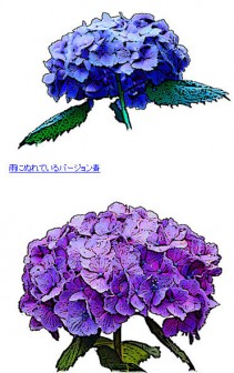 紫陽花（あじさい）のイラスト素材フリー／商用利用も可能な無料イラスト