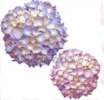 （紫陽花の花）アジサイの花のイラスト・条件付フリー素材集