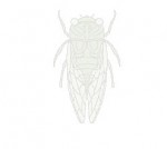 (セミ)蝉の壁紙　元画像・無料素材／壁紙TANK