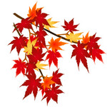 秋の植物・紅葉(もみじ)のイラスト